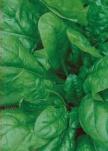 Насіння Шпинат ваговий 1 кг