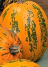 Насіння Гарбуз Український багатоплідний - тільки оптом