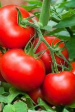 Насіння Томат Волгоградський 323 ваговий 1 кг