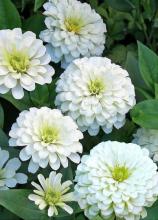 Насіння Квіти Цинія біла вагова 1 кг