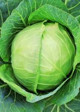 Насіння Капуста Слава вагова 1 кг