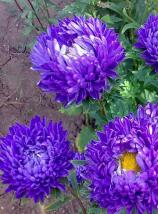 Насіння Квіти Айстра Синя піоновидна вагова 1 кг