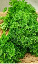Насіння Петрушка Кучерява вагова 1 кг