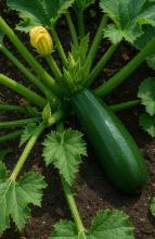 Насіння Кабачок Аеронавт ваговий 1 кг