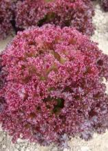 Насіння Салат Малинова куля ваговий 1 кг