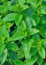 Насіння М'ята перцева Золотий Ювілей вагова 1 кг