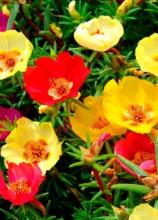 Насіння Квіти Портулак суміш ваговий 1 кг