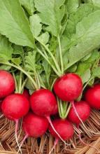 Насіння Редиска Сакса (Польща) вагова 1 кг