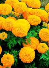 Насіння Квіти Чорнобривці Мандарин вагові 1 кг