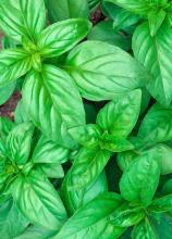 Насіння Базилік Зелений ваговий 1 кг