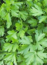 Насіння Петрушка листова Карнавал вагова 1 кг