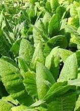 Насіння Тютюн для куріння ваговий 1 кг