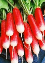 Насіння Редиска Селезія (Польща) вагова 1 кг