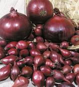 Цибуля саджанка Синя (фр.2) 1кг