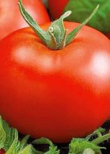 Насіння Томат Санька ваговий 1 кг