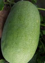 Насіння Кавун Чарльстон Грей ваговий 1 кг