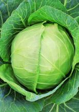 Насіння Капуста Слава вагова 1 кг