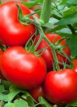 Насіння Томат Волгоградський 323 ваговий 1 кг