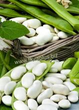 Насіння Квасоля Файний Ясь вагова - тільки оптом