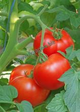 Насіння Томат Ляна ваговий 1 кг