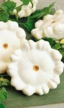 Насіння Патисон білий ваговий 1 кг