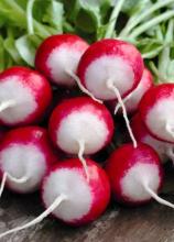 Насіння Редиска Краковянка (Польща) вагова 1 кг