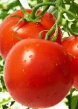 Насіння Томат Загадка ваговий 1 кг