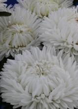 Насіння Квіти Айстра Біла піоновидна вагова 1 кг