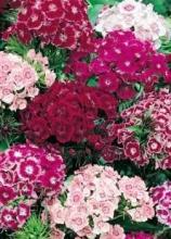 Насіння Квіти Гвоздика турецька вагова 1 кг