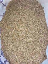 Райграс багаторічний Обрій ваговий 1 кг