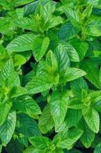 Насіння М'ята перцева Золотий Ювілей вагова 1 кг