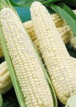 Насіння Кукурудза цукр. Русалочка (біла) вагова 1 кг