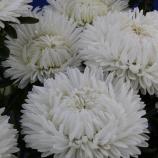 Насіння Квіти Айстра Біла піоновидна вагова 1 кг