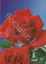 Троянда Кардинал