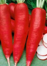 Насіння Редька Дайкон Червоний довгий ваговий 1 кг