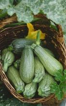 Насіння Кабачок Скворушка ваговий 1 кг