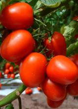 Насіння Томат Де Барао червоний ваговий 1 кг