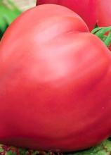 Насіння Томат Волове серце ваговий 1 кг