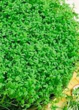 Насіння Салат Крес-салат ваговий 1 кг