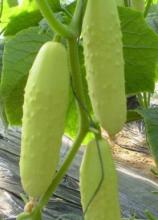 Насіння Огірок Білий делікатес ваговий 1 кг