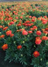 Насіння Квіти Чорнобривці низькорослі Кармен вагові 1 кг