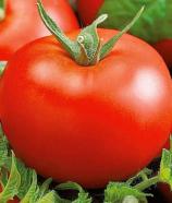 Насіння Томат Санька ваговий 1 кг