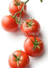 Насіння Томат Ефемер ваговий 1 кг